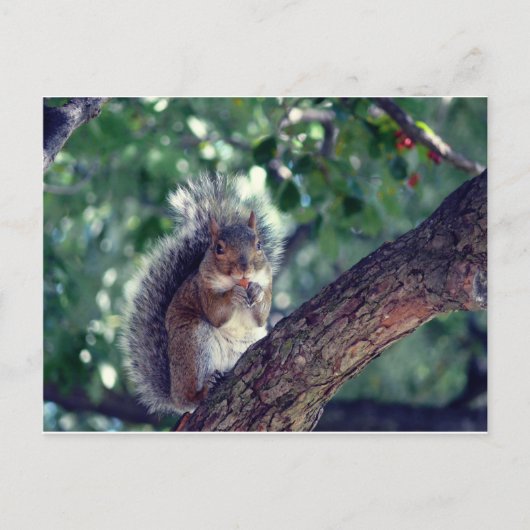 エクロイユ ポストカード (正面)