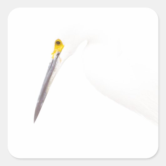 エグレットのヘッドショット スクエアシール (正面)