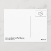 エグレット・イン・開花 ポストカード (裏面)