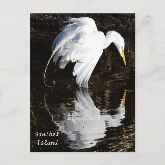 エグレット・イン・開花 ポストカード (正面)