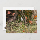 エグレ素晴らしット ポストカード (正面/裏面)