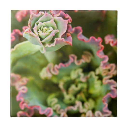 エケベリアの新芽 タイル (正面)