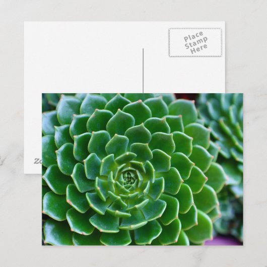 エケベリア ポストカード (正面/裏面)