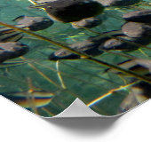 エコノフィナクリークタポール ポスター (角)