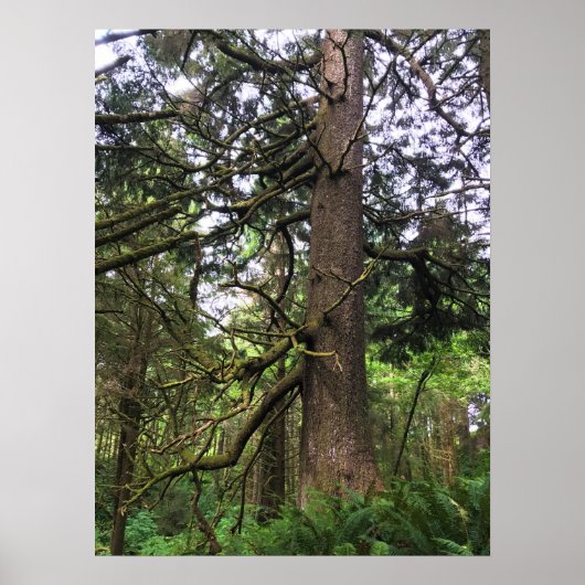 エコラ州パーク、オレゴン、キャノンビーチ ポスター (正面)