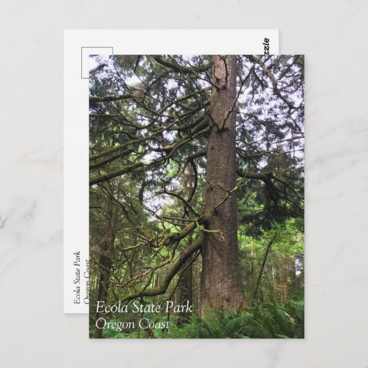 エコラ州パーク、オレゴン、キャノンビーチ ポストカード (正面/裏面)
