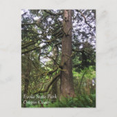 エコラ州パーク、オレゴン、キャノンビーチ ポストカード (正面)