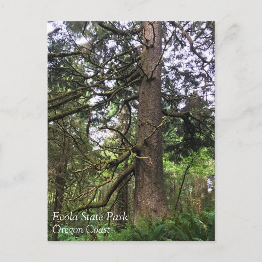 エコラ州パーク、オレゴン、キャノンビーチ ポストカード (正面)