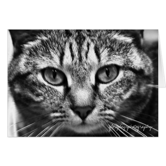 エコー (正面横)