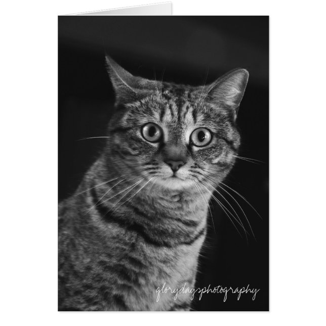 エコー、bw、D300のglorydaysphotography (正面)