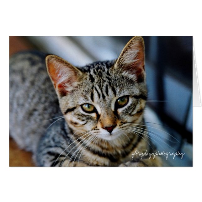 エコー、glorydaysphotography (正面横)