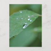 エコ ポストカード (正面)