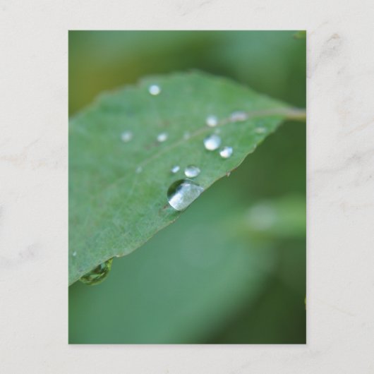 エコ ポストカード (正面)