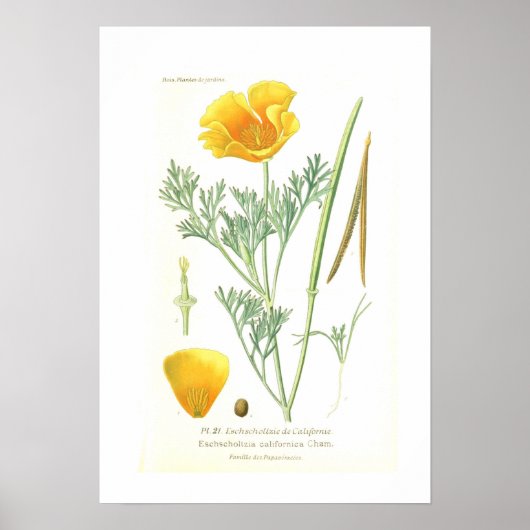 エシュコルチシアカリフォルニカ ポスター (正面)