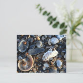 エジストビーチシェル ポストカード (スタンド正面)