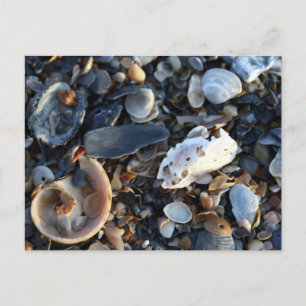 エジストビーチシェル ポストカード