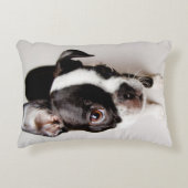 エジソンボストンテリアの子犬 アクセントクッション (正面)