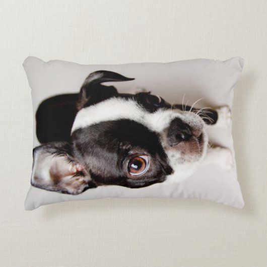 エジソンボストンテリアの子犬 アクセントクッション (正面)