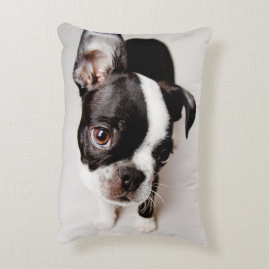 エジソンボストンテリアの子犬 アクセントクッション (裏面(縦))
