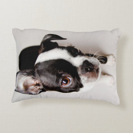エジソンボストンテリアの子犬 アクセントクッション (裏面)