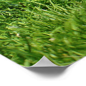 エジプトのガチョウと雛 ポスター (角)