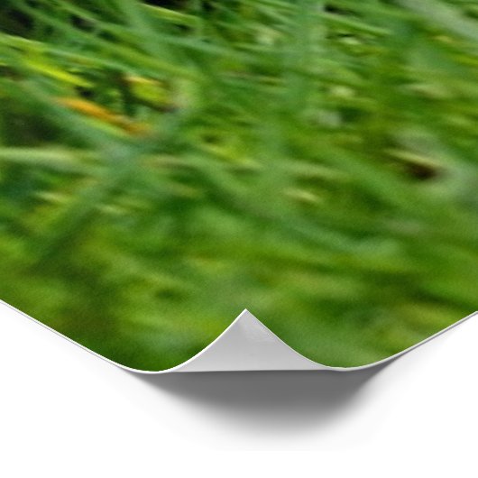 エジプトのガチョウ二羽 ポスター (角)