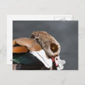 エジプトのガチョウ ポストカード (正面/裏面)