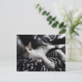 エジプトのマウかわいらしミックス猫はがき ポストカード (スタンド正面)