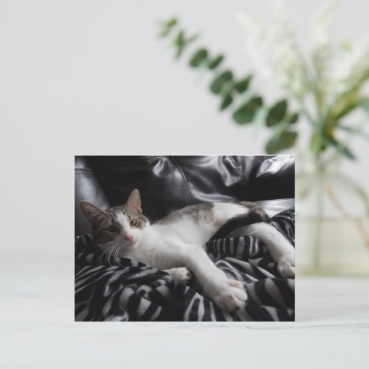 エジプトのマウかわいらしミックス猫はがき ポストカード (スタンド正面)