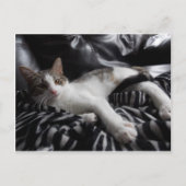 エジプトのマウかわいらしミックス猫はがき ポストカード (正面)