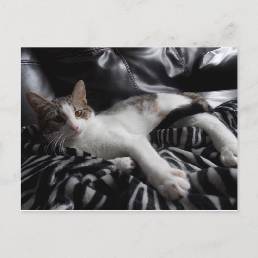 エジプトのマウかわいらしミックス猫はがき ポストカード (正面)