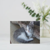 エジプトのマウ子猫ミックスポストカード ポストカード (スタンド正面)