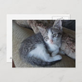 エジプトのマウ子猫ミックスポストカード ポストカード (正面/裏面)