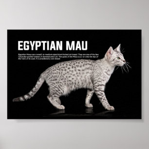 エジプトのマウ猫種 ポスター
