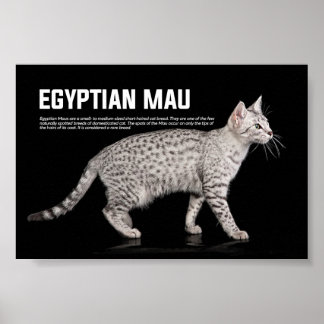 エジプトのマウ猫種 ポスター
