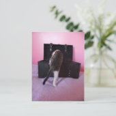 エジプトのマウ・ミックス子猫はがき ポストカード (スタンド正面)