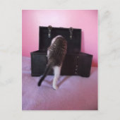 エジプトのマウ・ミックス子猫はがき ポストカード (正面)