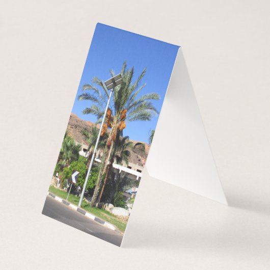 エジプトのヤシの木 (正面)