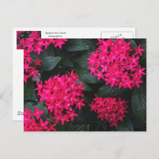 エジプトの星花はがき ポストカード (正面/裏面)