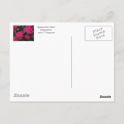 エジプトの星花はがき ポストカード (裏面)