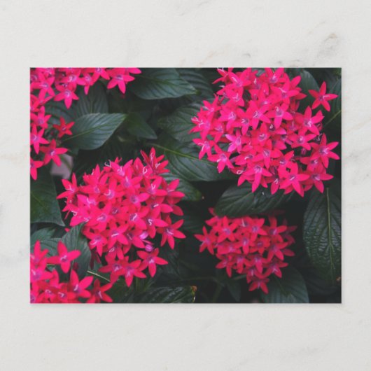 エジプトの星花はがき ポストカード (正面)