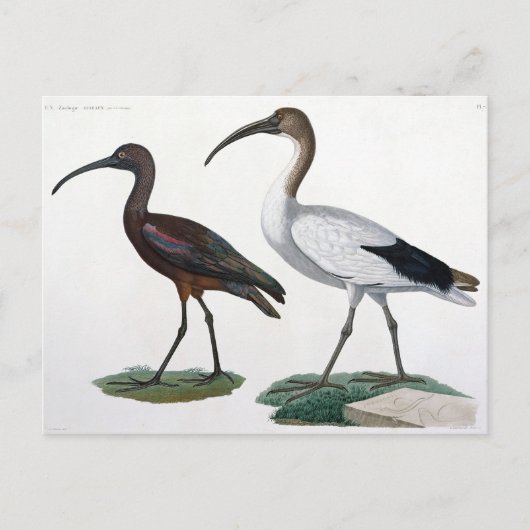 「エジプトの状況」より、1817年に描かれたイビス ポストカード (正面)