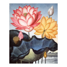 エジプトの神聖な豆