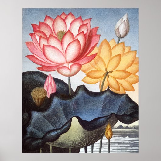 エジプトの神聖な豆 ポスター (正面)