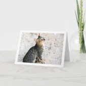エジプトの野生の子猫 カード (正面)