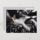 エジプトンマウミックス かわいい猫 ポストカード (正面/裏面)