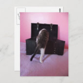 エジプトン・マウのミックス子猫のポストカード ポストカード (正面/裏面)