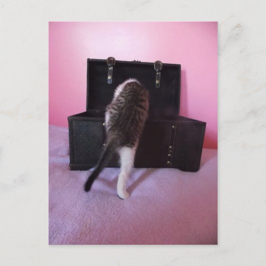 エジプトン・マウのミックス子猫のポストカード ポストカード (正面)