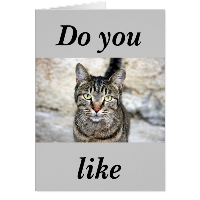 エジプト猫 (正面)