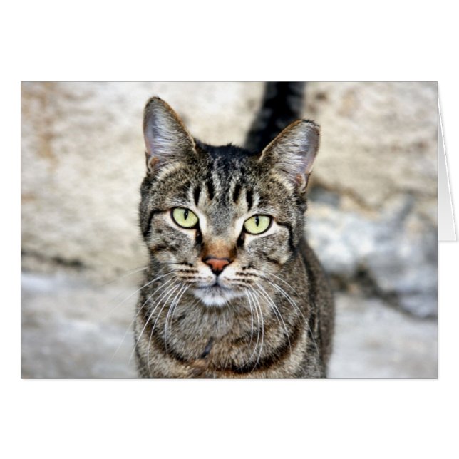 エジプト猫 (正面横)